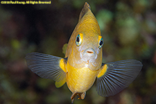 threespot damselfish